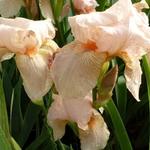 Iris germanica 'Pink Horizon' - Baardiris, zwaardiris