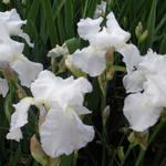 Baardiris, zwaardiris - Iris germanica 'White Knight'
