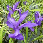 Iris laevigata - Japanse iris