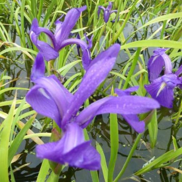 Japanse iris - Iris laevigata