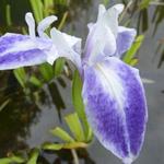 Iris laevigata 'Mottled Beauty' - Japanse iris