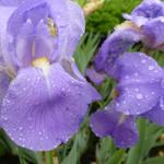 Iris pallida - Dalmatische iris