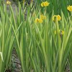 Iris pseudacorus ' Variegata'  - Moerasiris,Gele lis