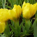 Iris pumila 'Brassie' - Zwaardlelie - Iris pumila 'Brassie'