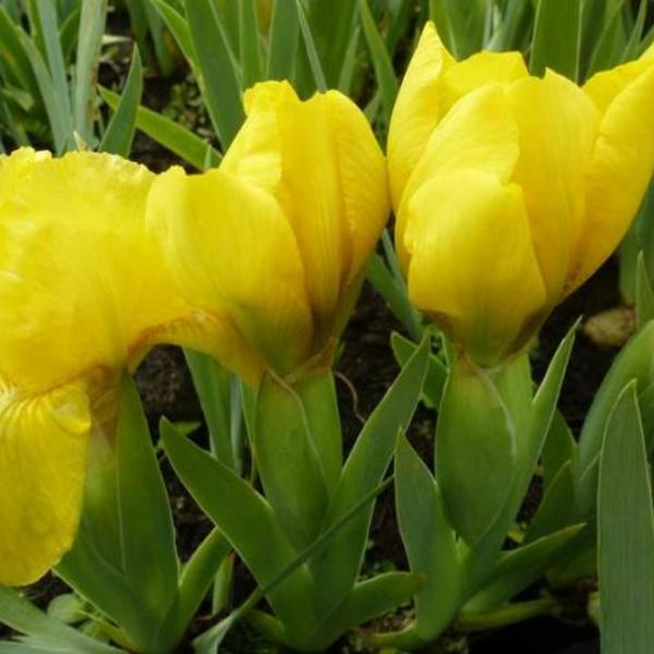 Zwaardlelie - Iris pumila 'Brassie'