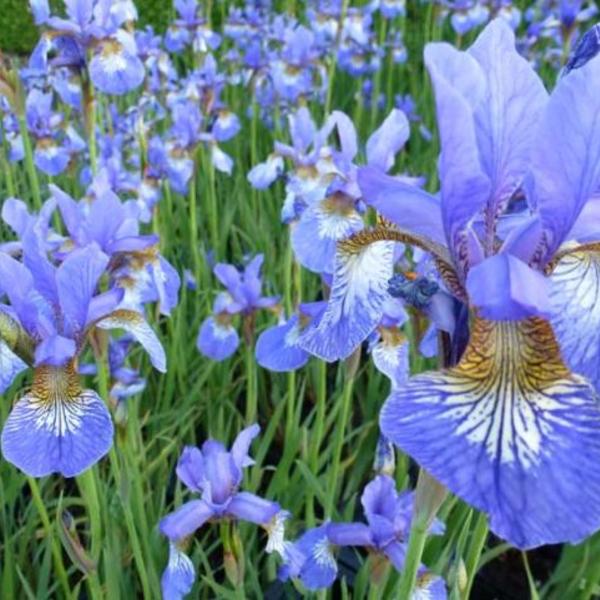 Siberische lis - Iris sibirica 'Persimmon'