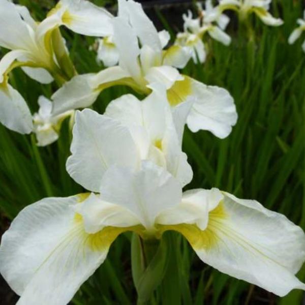 Siberische lis - Iris sibirica 'Snow Queen'