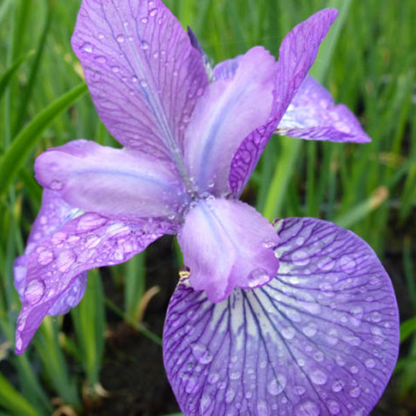 Siberische lis - Iris sibirica 'Sparkling Rose'