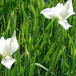 Iris sibirica 'White Swirl' - Siberische lis - Iris sibirica 'White Swirl'