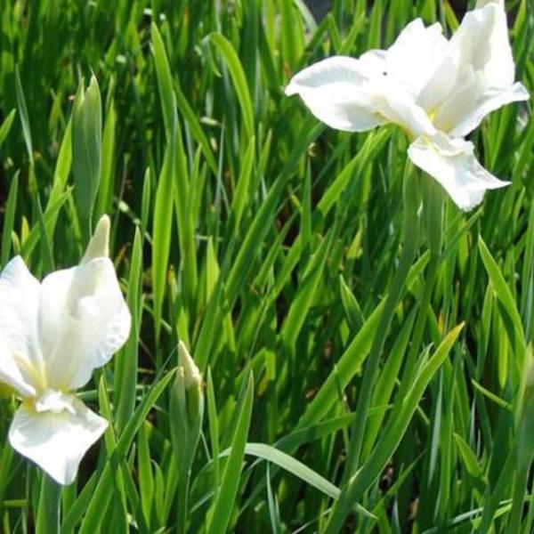 Siberische lis - Iris sibirica 'White Swirl'