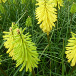 Kniphofia 'Bees' Lemon' - Vuurpijl of de fakkellelie - Kniphofia 'Bees' Lemon'