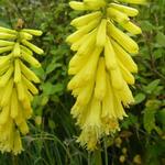 Kniphofia 'Lemon POPSICLE' - Vuurpijl, Fakkellelie - Kniphofia 'Lemon POPSICLE'