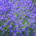 Lavandula angustifolia 'Dwarf Blue' - Lavendel - Lavandula angustifolia 'Dwarf Blue'