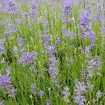 Lavandula angustifolia 'Middachten' - Lavendel