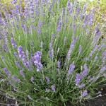 Lavandula angustifolia 'Siesta' - Lavendel