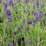 Lavandula angustifolia 'Twickel Purple' - Lavendel