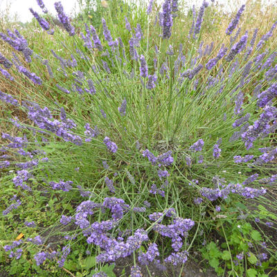 Lavendel - Lavandula x intermedia 'Grosso'