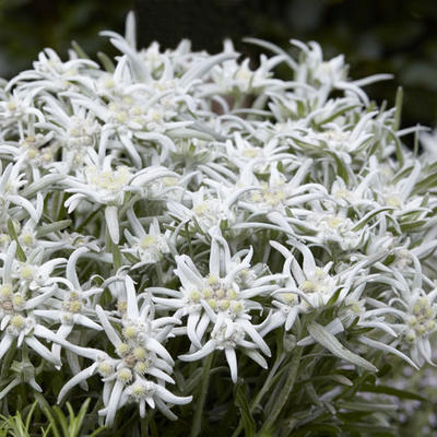Edelweiss - Leontopodium alpinum 'Blossom of Snow'