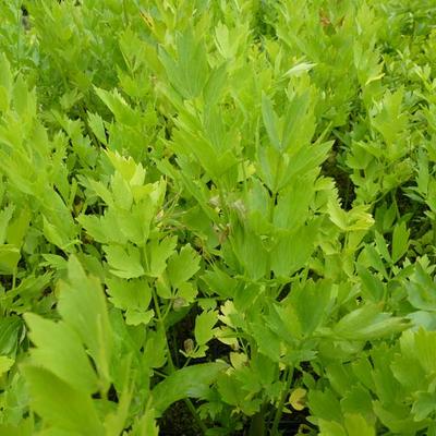 Hymne Vooruitgaan etiquette Lavas, Maggiplant, Franse selder - Levisticum officinalis | Planten online  kopen