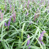 leliegras - Liriope muscari 'Royal Purple'