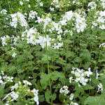 Judaspenning - Lunaria annua 'Albiflora'