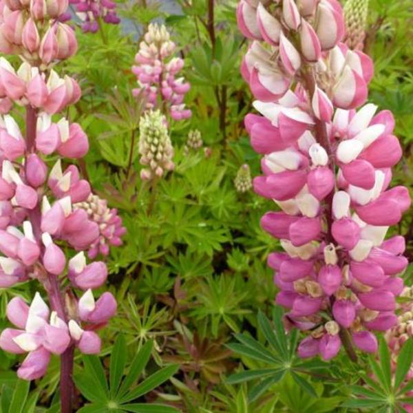 Lupine - Pink' - Vaste planten - Planten kopen | Tuinadvies