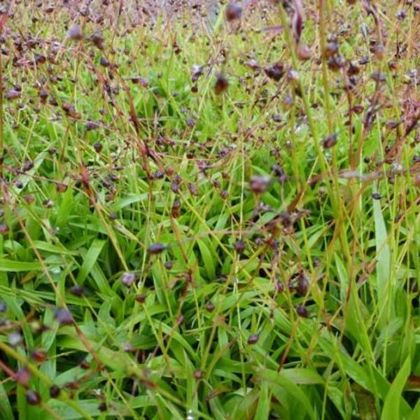 Ruige veldbies - Luzula pilosa 'Igel'