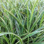 Luzula sylvatica ‘Marginata’ - Veldbies
