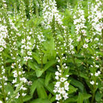 Lysimachia barystachys - Witte wederik