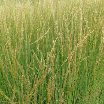 Molinia caerulea subsp. caerulea 'Heidebraut'