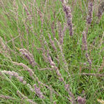 Molinia caerulea subsp. caerulea 'Moorhexe' - Pijpenstrootje - Molinia caerulea subsp. caerulea 'Moorhexe'