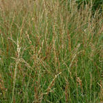 Pijpenstrootje - Molinia caerulea subsp. caerulea 'Poul Petersen'