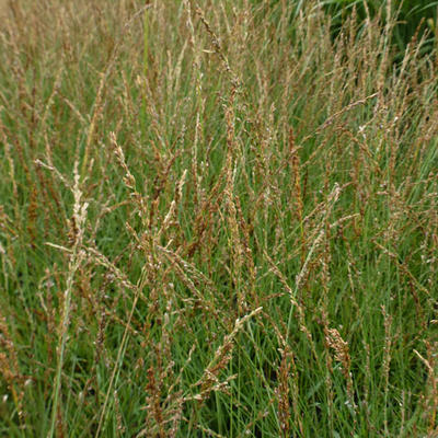 Pijpenstrootje - Molinia caerulea subsp. caerulea 'Poul Petersen'