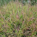 Molinia caerulea subsp. caerulea 'Rotschopf' - Pijpenstrootje - Molinia caerulea subsp. caerulea 'Rotschopf'
