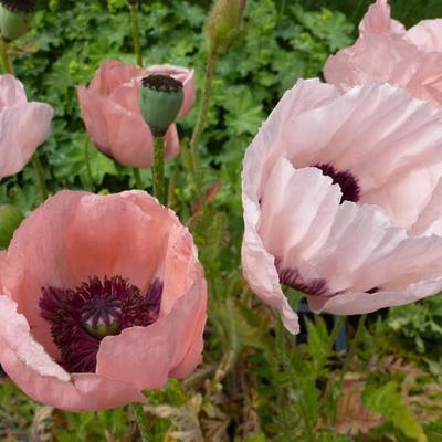 Papaver orientale 'Prinzessin Victoria Louise' - Oosterse papaver