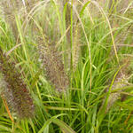 Pennisetum alopecuroides 'Black Beauty' - Lampenpoetsersgras