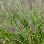 Lampenpoetsersgras - Pennisetum alopecuroides 'Moudry'