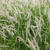 Pennisetum orientale 'Tall Tails'