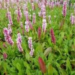 Duizendknoop - Persicaria affinis 'Donald Lowndes'