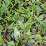 Persicaria amphibia - Veenwortel