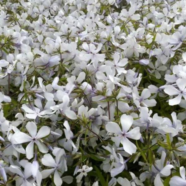 Vlambloem, Floks - Phlox divaricata 'White Perfume'