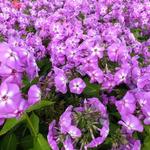 Phlox paniculata 'Lilac FLAME' - Floks, vlambloem - Phlox paniculata 'Lilac FLAME'