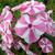 Phlox paniculata 'Peppermint Twist'