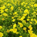 Potentilla aurea - Gouden ganzerik - Potentilla aurea