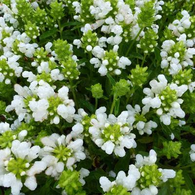 Prunella grandiflora 'White Loveliness' - Bijenkorfje/Heelkruid