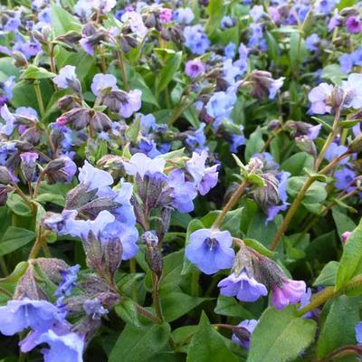 Pulmonaria angustifolia 'Blue Ensign' - Longkruid