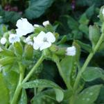 Pulmonaria officinalis 'Sissinghurst White' - Gevlekt longkruid