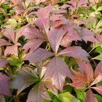 Rodgersia podophylla 'Braunlaub' - Kijkblad, Schout bij Nacht