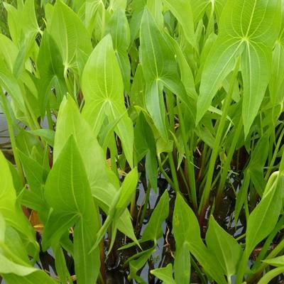 Breedbladig pijlkruid - Sagittaria latifolia
