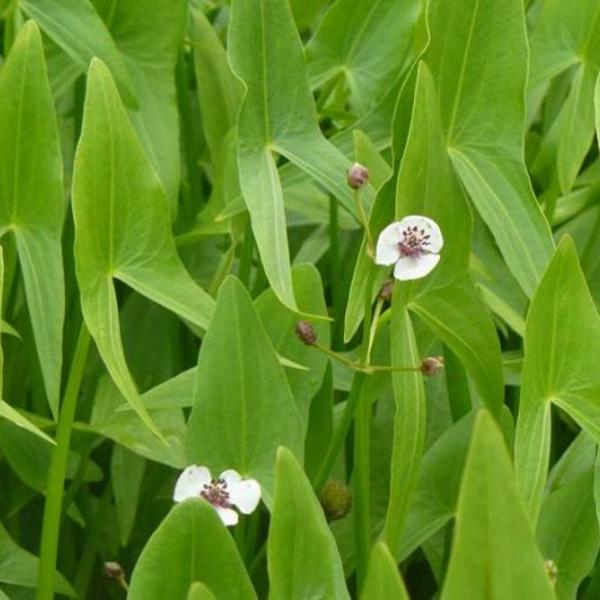 Pijlkruid - Sagittaria sagittifolia